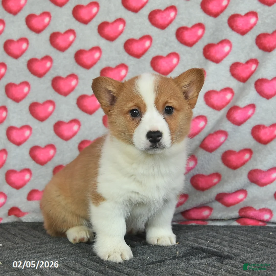 Welsh Corgi Pembroke dogs for sale: Poppy  - Ad 2