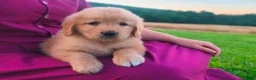 Golden Retriever dogs for sale: Katalina - Ad 4