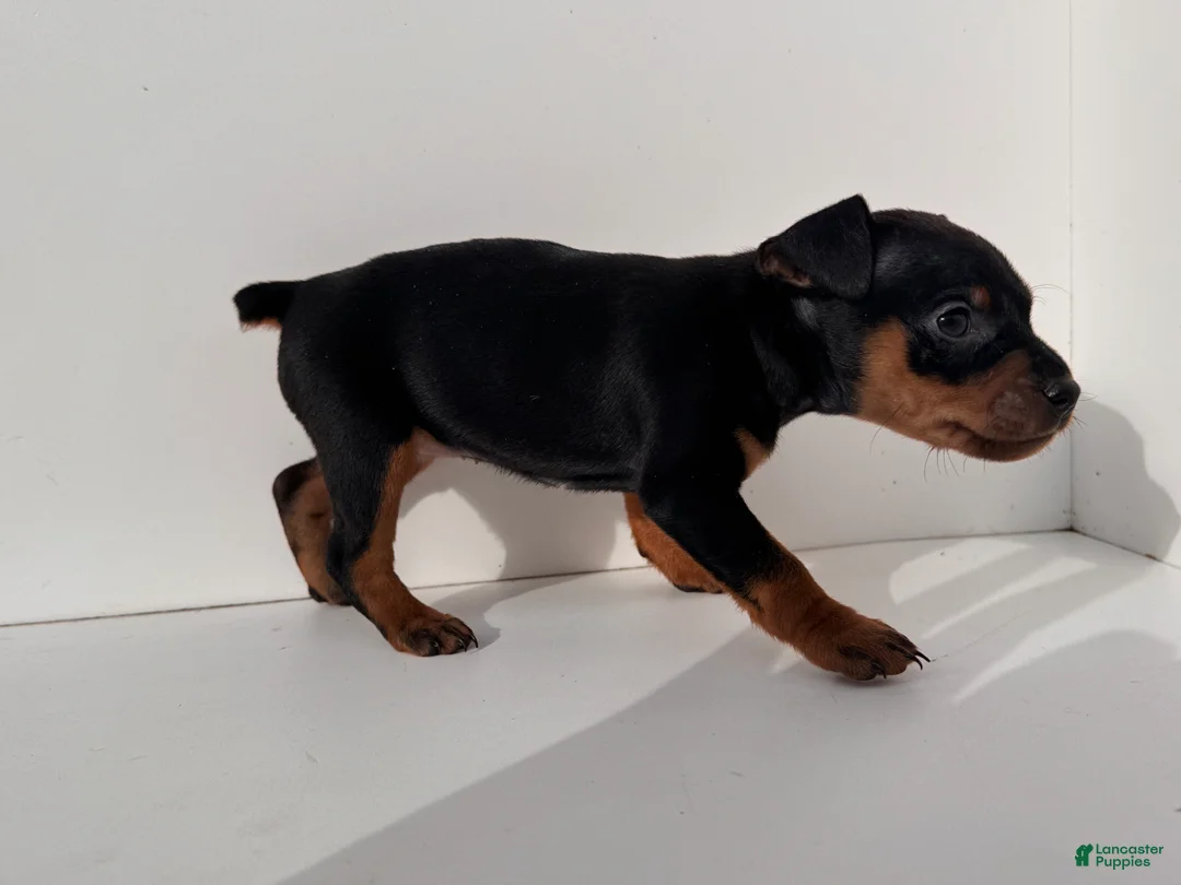 Miniature Pinscher dogs for sale: Darling - Ad 2
