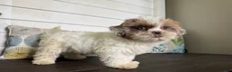 Shihpoo dogs for sale: Cinderella  - Ad 7