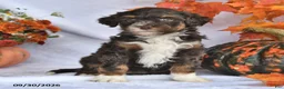 Bernedoodle dogs for sale: Jenny - Ad 2