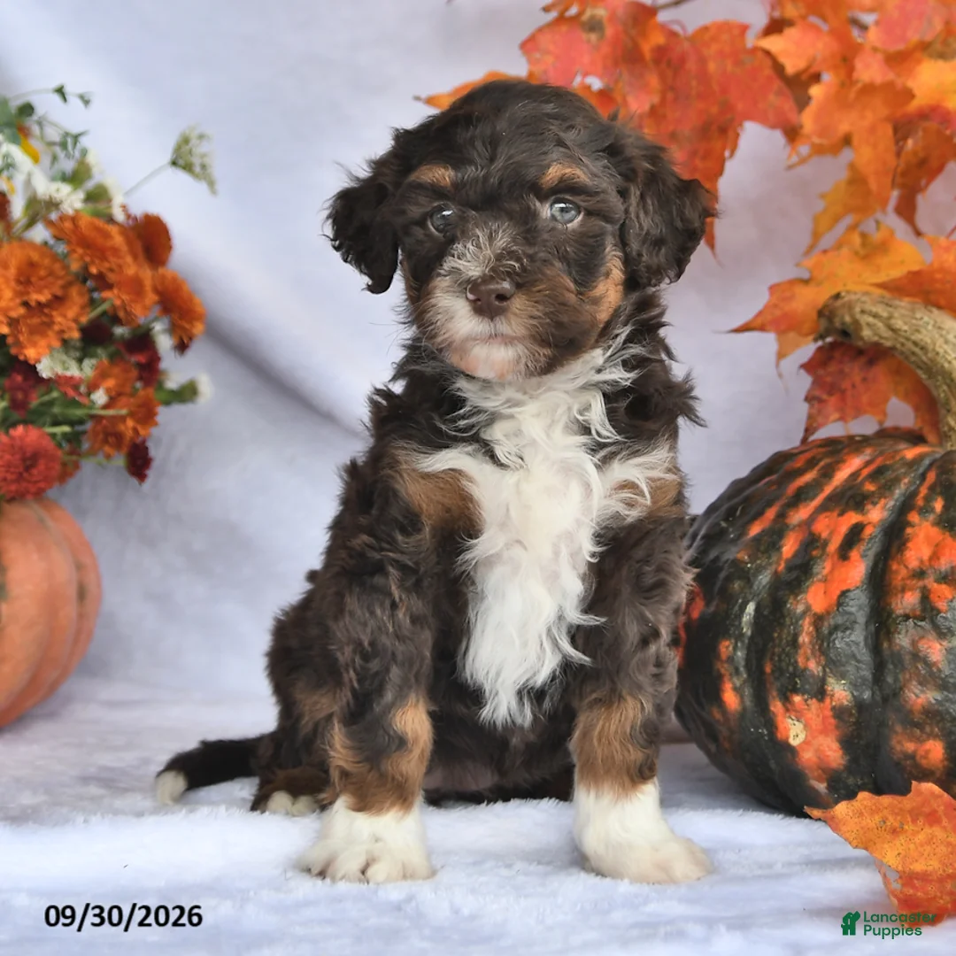 Bernedoodle dogs for sale: Jenny - Ad 2