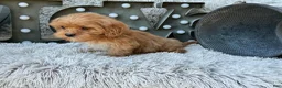 Cavapoo dogs for sale: Ava - Ad 4