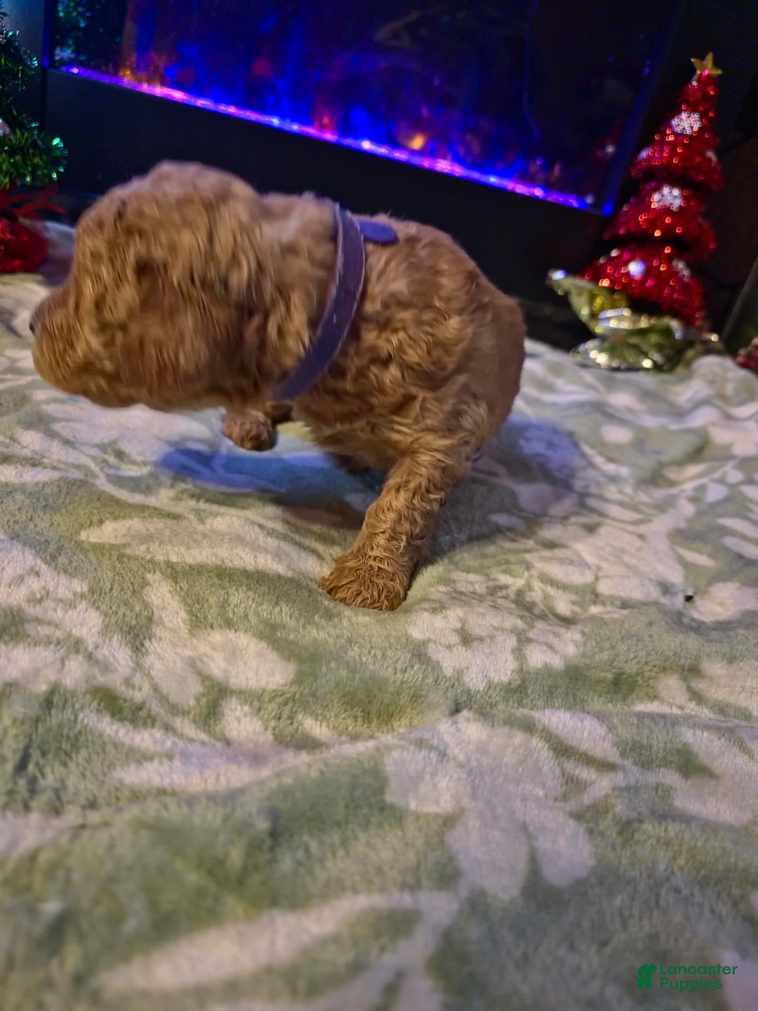 Mini Goldendoodle dogs for sale: Bella - Ad 19