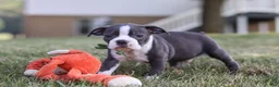 Boston Terrier dogs for sale: Bradie - Ad 10