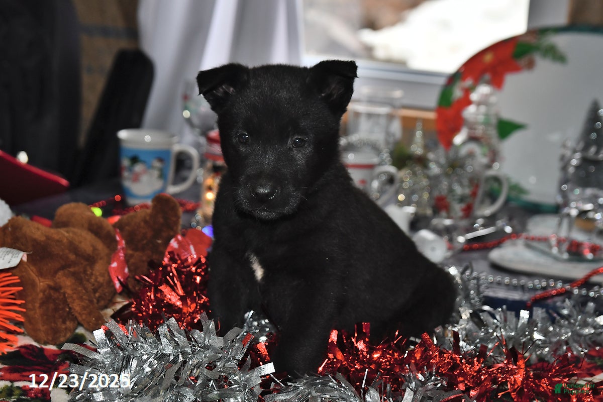 Belgian Malinois dogs Pepper - Ad 23