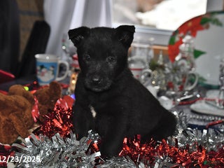 Belgian Malinois dogs Pepper - Ad 23