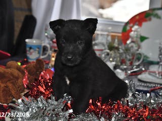 Belgian Malinois dogs Pepper - Ad 23