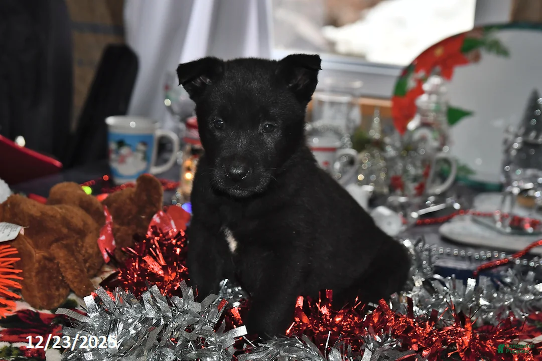 Belgian Malinois dogs for sale: Pepper - Ad 6