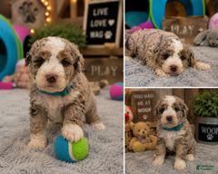 Mixed Breed dogs Male 4 - Ad 1