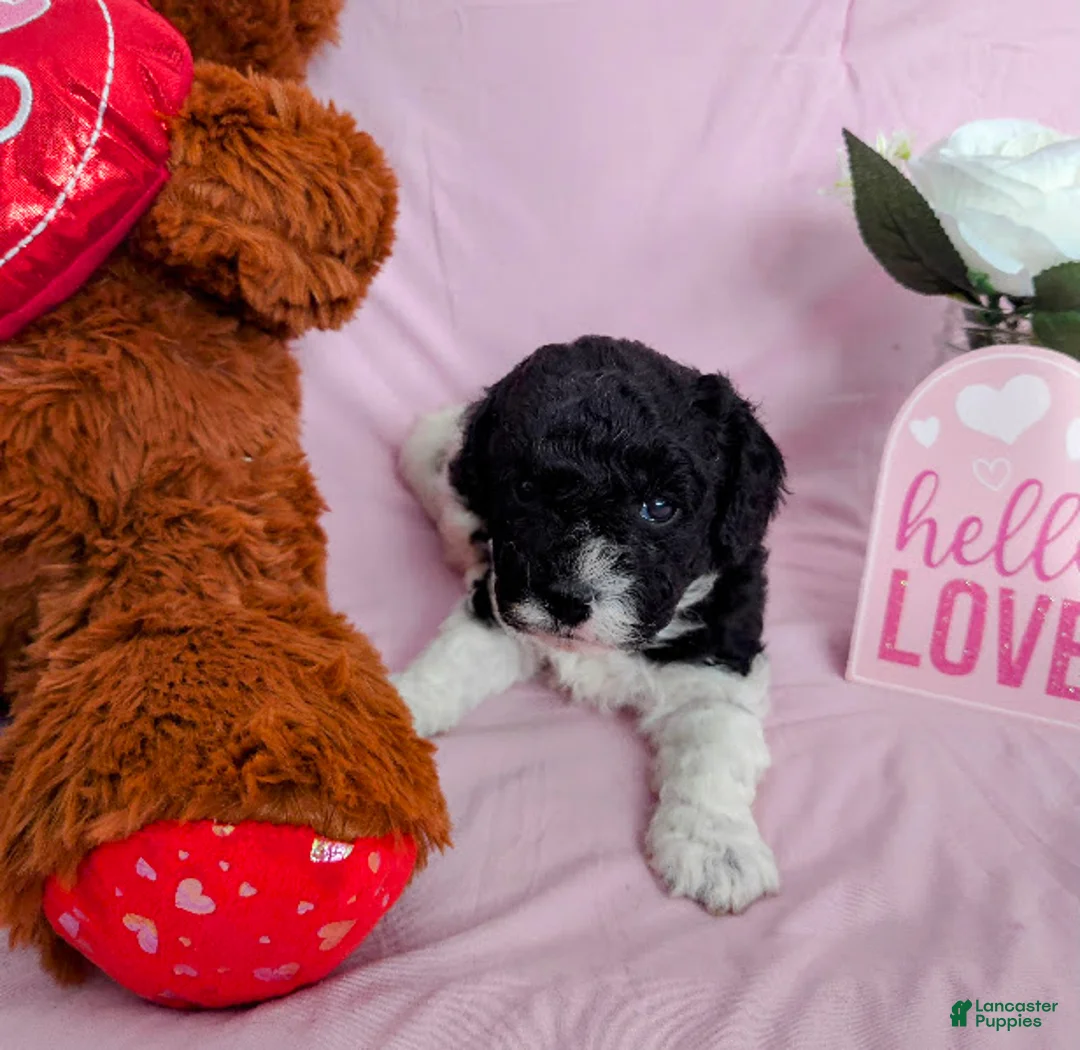 Cavapoo dogs for sale: Bear - Ad 4