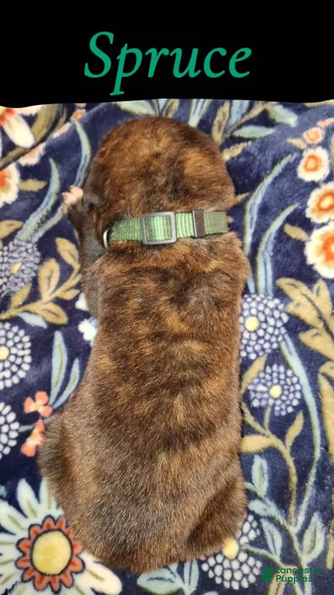 English Mastiff dogs for sale: Spruce - Brindle English Mastiff Puppy - Ad 2