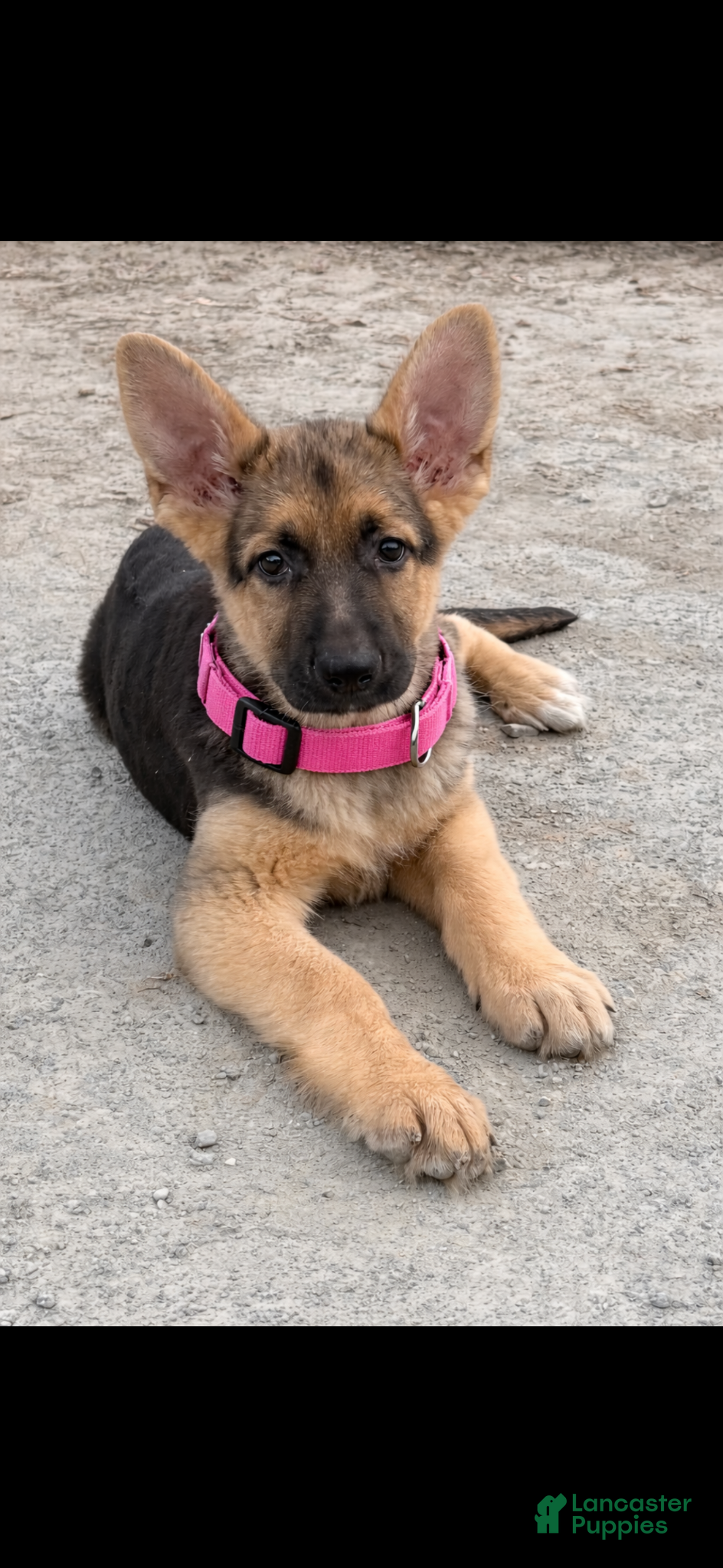 German Shepherd dogs German Shepherd Puppy 2 - Ad 42