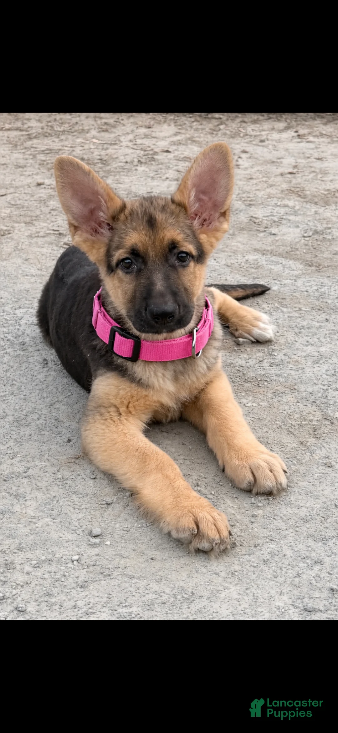 German Shepherd dogs for sale: German Shepherd Puppy 2 - Ad 1
