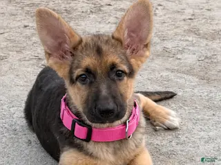 German Shepherd dogs German Shepherd Puppy 2 - Ad 42