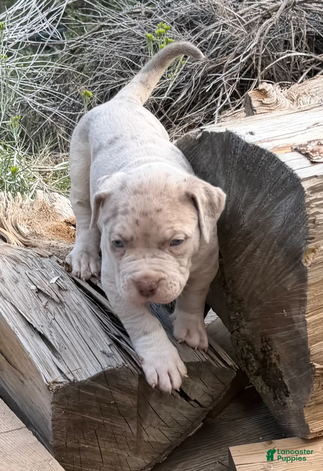 American Bully dogs for sale: Duke - Ad 2