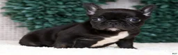 French Bulldog dogs for sale: Harry - Ad 3