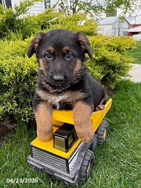 German Shepherd dogs Scout  - Ad 2