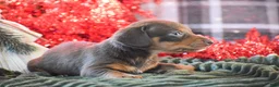Dachshund dogs for sale: Sprinkles - Ad 11