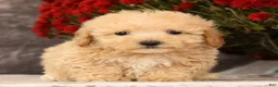 Havapoo dogs for sale: Rex - Ad 6