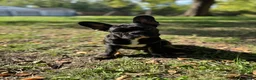 French Bulldog dogs for sale: French Bulldog 1 - Ad 3