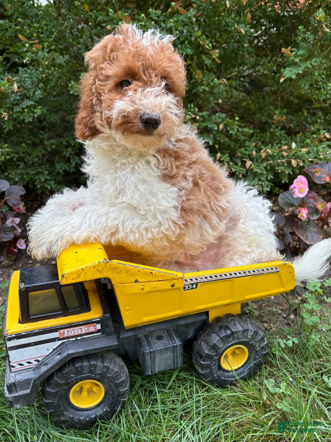 Goldendoodle dogs for sale: Alex - Ad 1