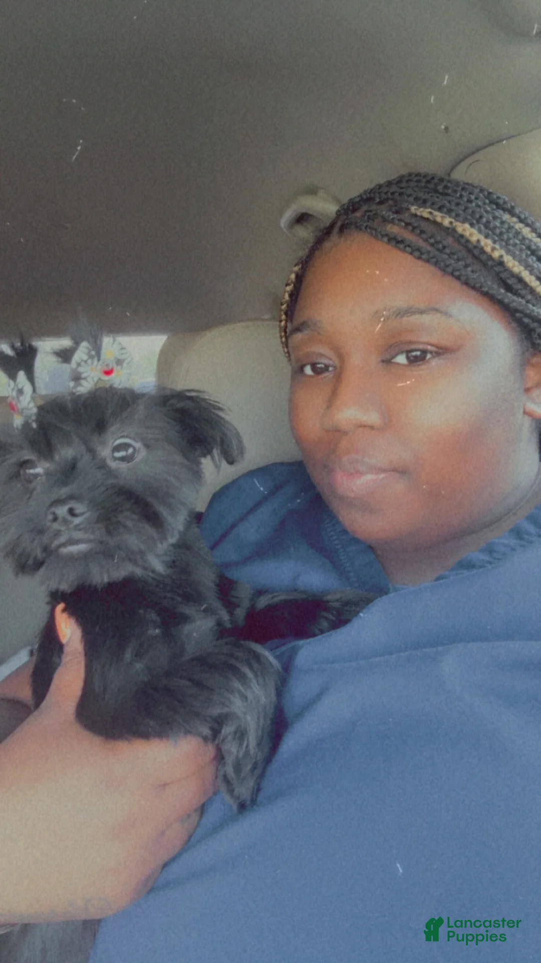 Mixed Breed dogs for sale: Tuffy - Ad 2
