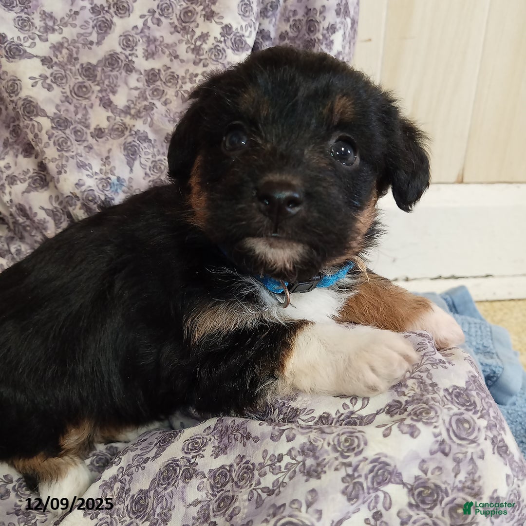 Corgipoo dogs for sale: Blossom - Ad 1