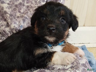 Corgipoo dogs Blossom - Ad 7