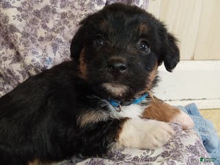 Corgipoo dogs Blossom - Ad 3