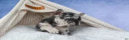 French Bulldog dogs for sale: 💗 Jovie - Ad 11