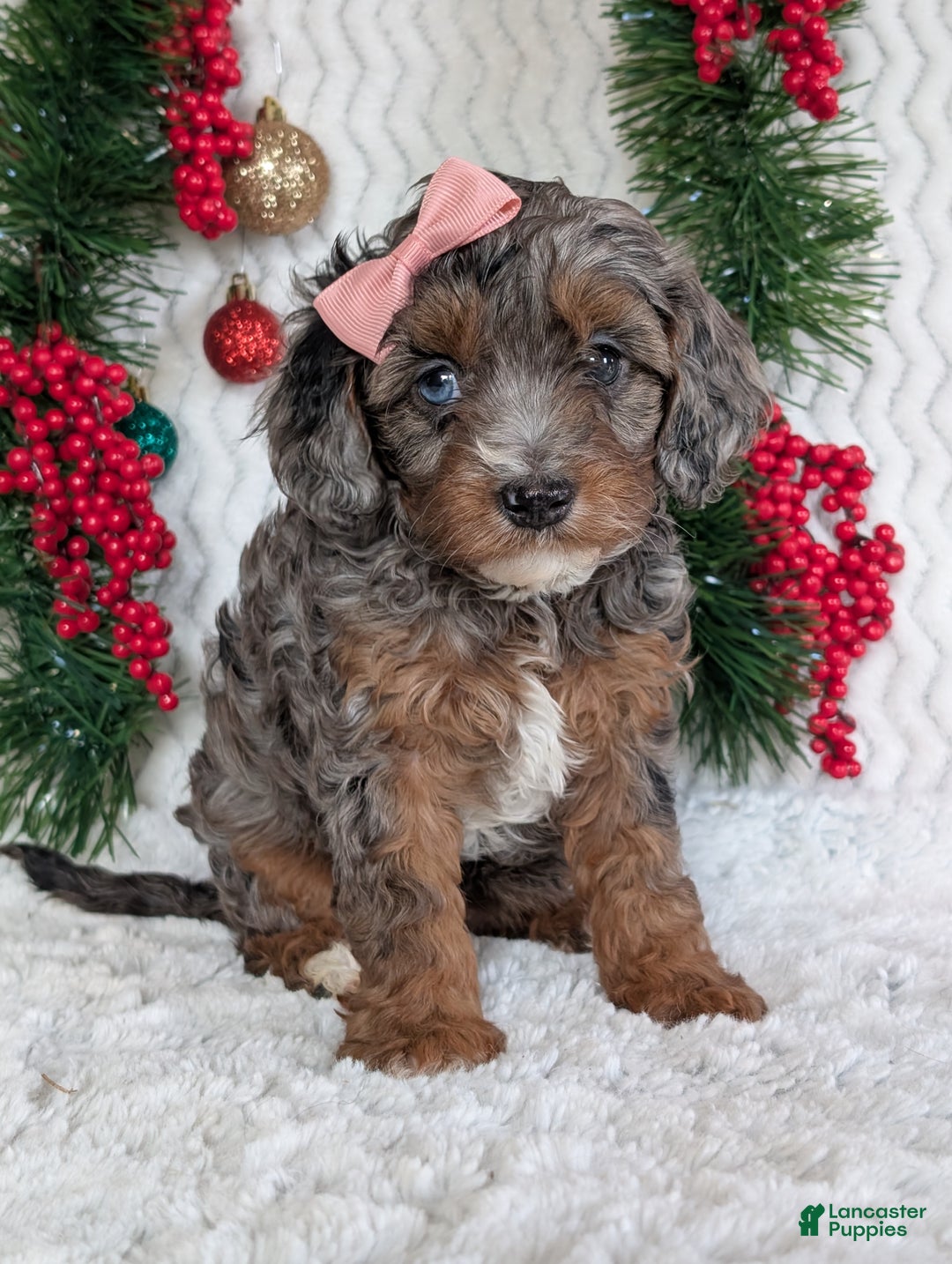 Cavapoo dogs for sale: Abby  - Ad 8