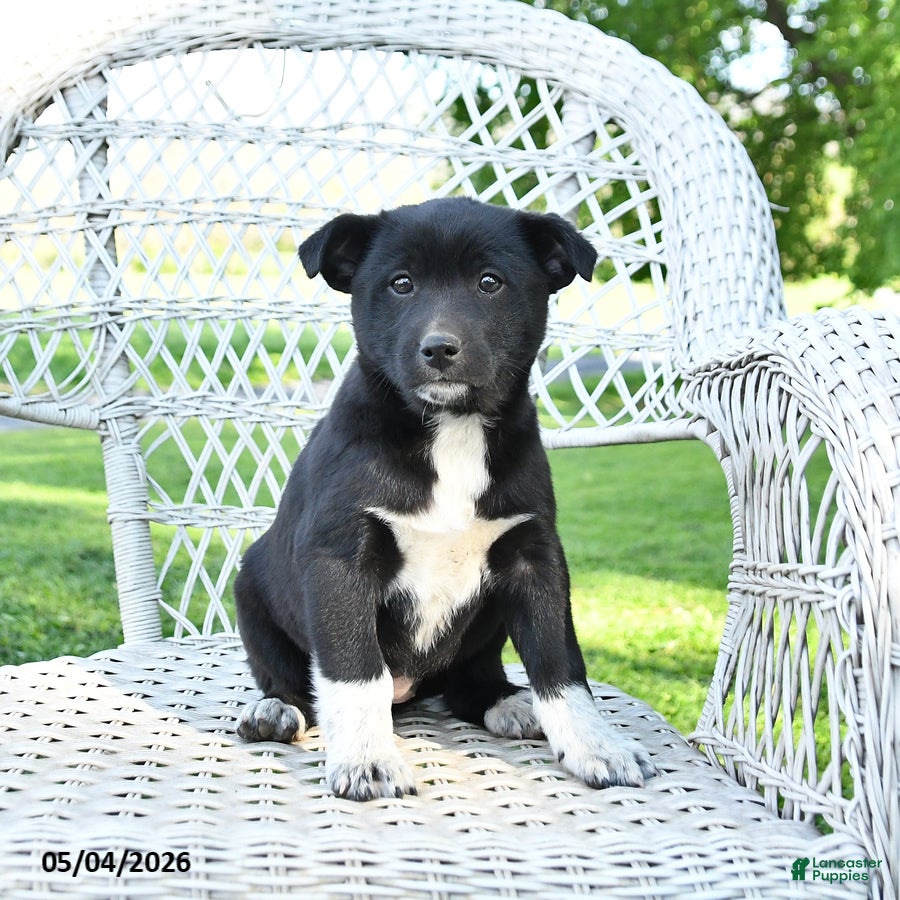 Mixed Breed dogs Molly - Ad 2