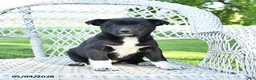 Mixed Breed dogs for sale: Molly - Ad 2