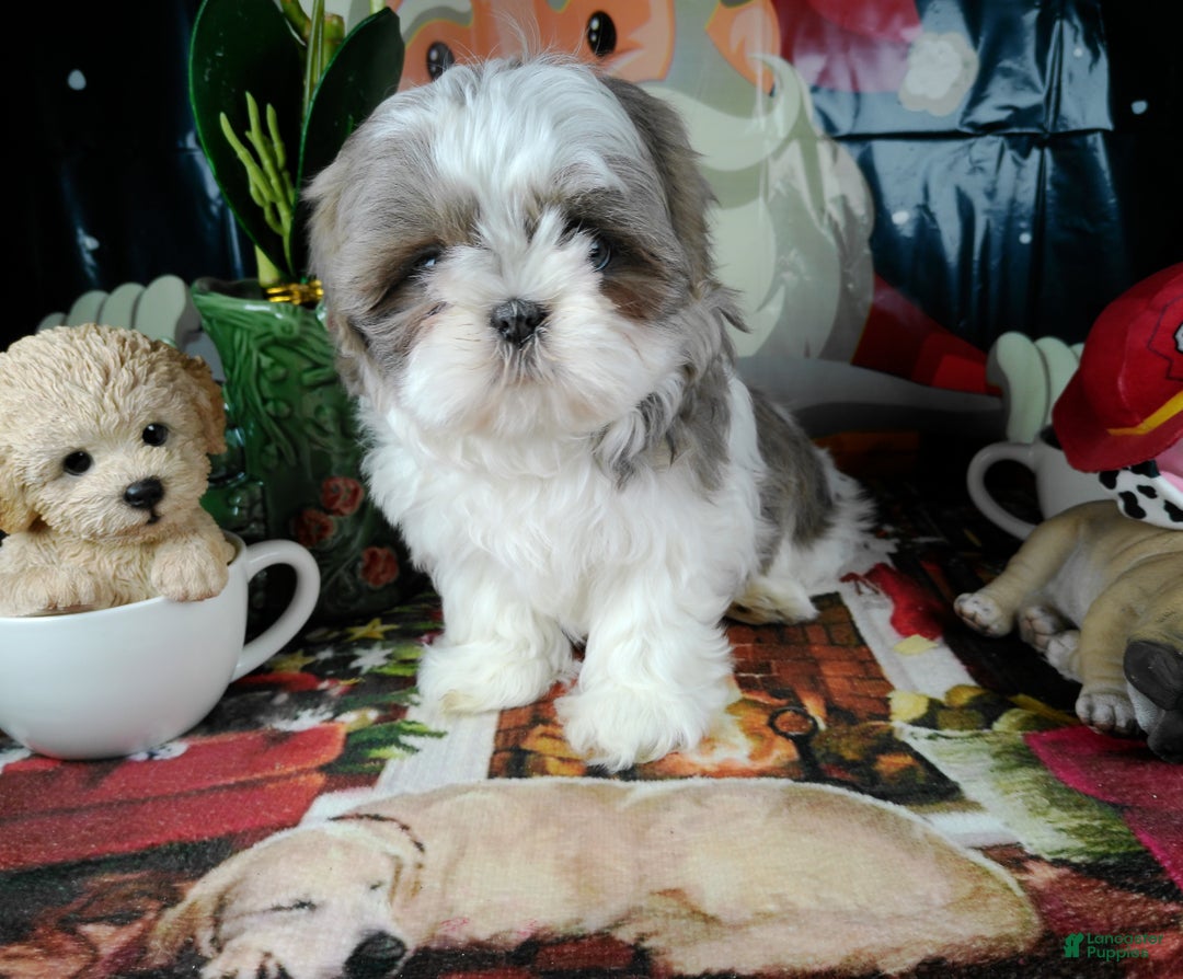 Shih Tzu dogs for sale: lili - Ad 3