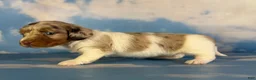 Miniature Dachshund dogs for sale: Vixen LH PRA clear OFA Chic parents - Ad 4