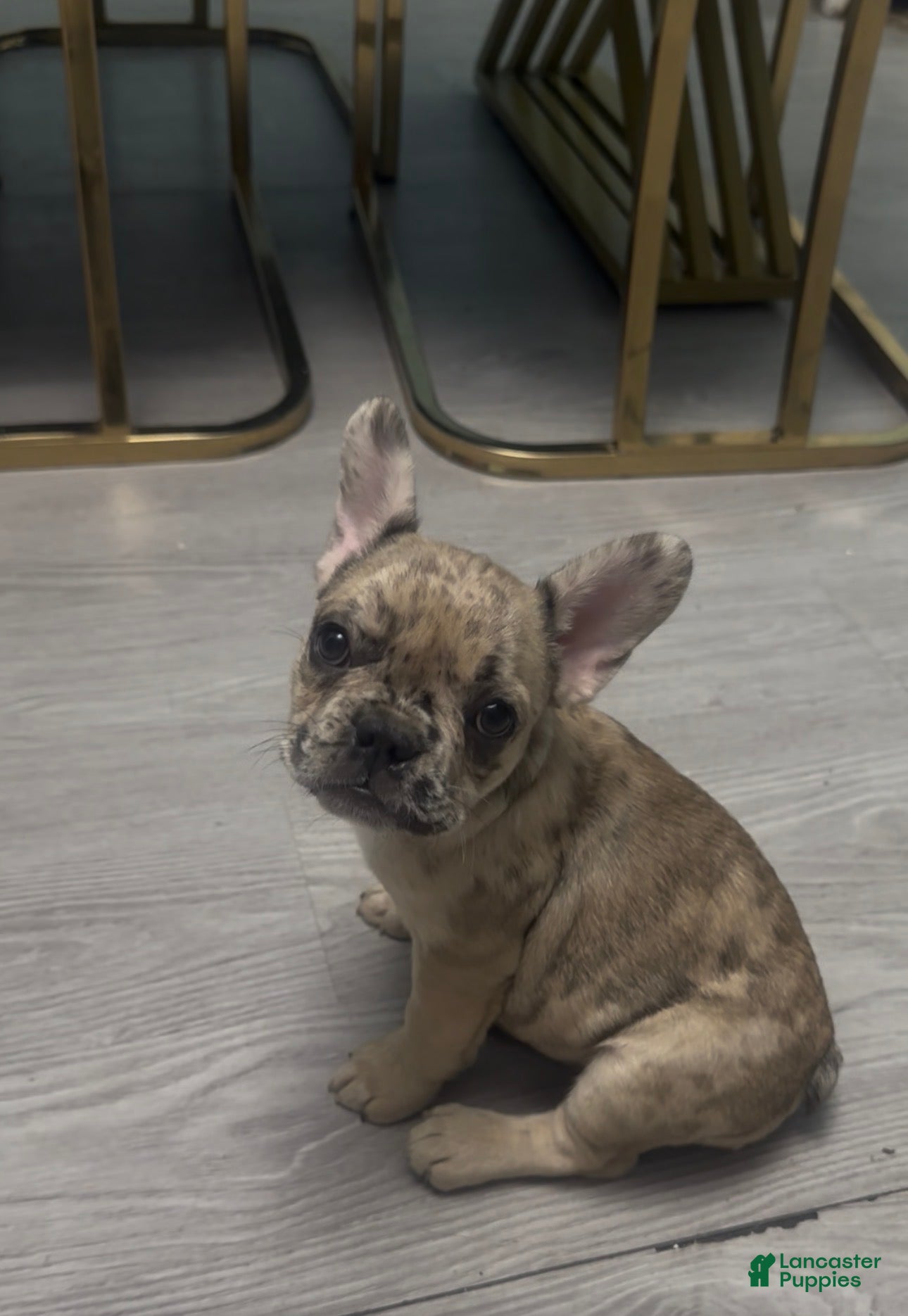 French Bulldog dogs French Bulldog Puppy  - Ad 1