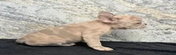 French Bulldog dogs for sale: Ava Female AKC French Bulldog - Ad 3
