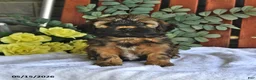 Shihpoo dogs for sale: Charlie - Ad 4
