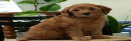 Mini Goldendoodle dogs for sale: Rio - Ad 8
