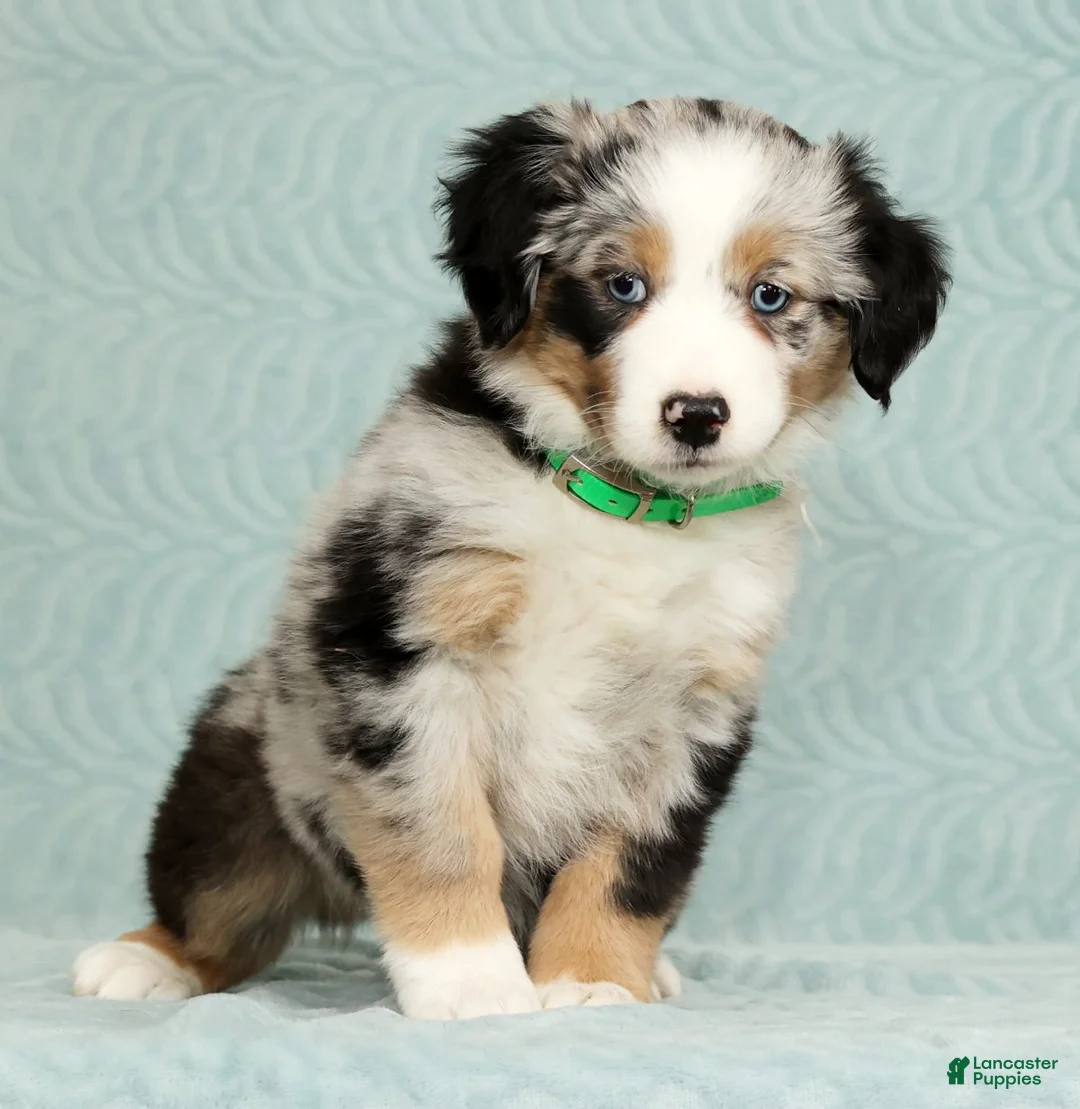 Australian Shepherd dogs for sale: Abby - Ad 1