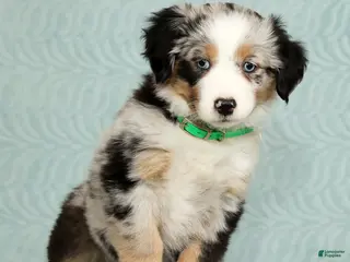 Australian Shepherd dogs Abby - Ad 5