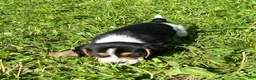 Beagle dogs for sale: Beagle 1 - Ad 6