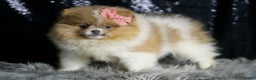 Pomeranian dogs for sale: Ginger - Ad 7