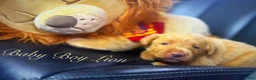 Labrador Retriever dogs for sale: Labrador Retriever Puppy 1 - Ad 2