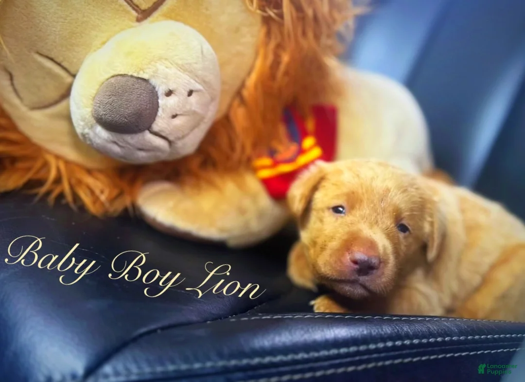 Labrador Retriever dogs for sale: Labrador Retriever Puppy 1 - Ad 2