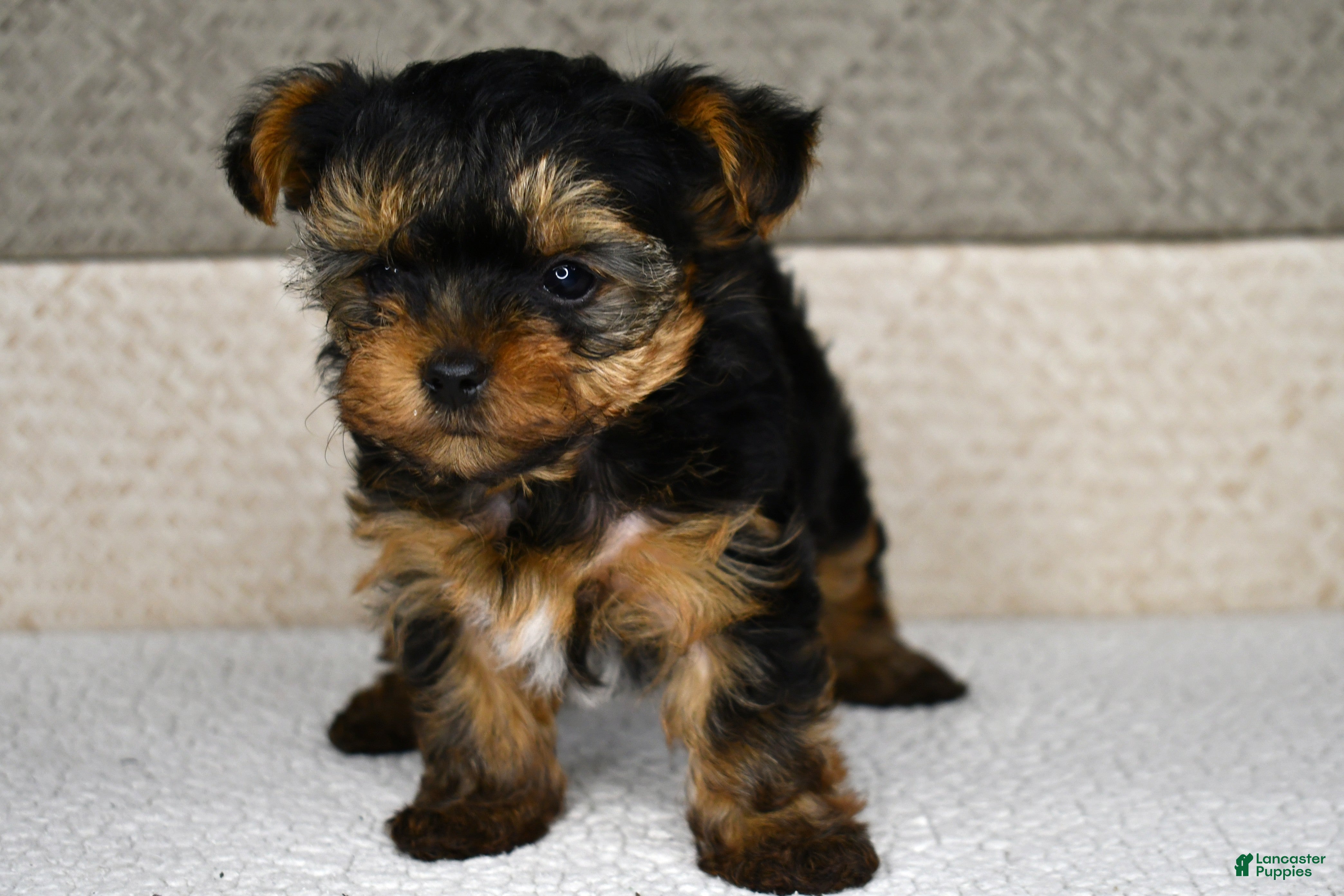 Yorkshire Terrier dogs for sale: Axle - Ad 2