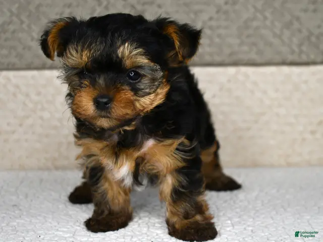 Yorkshire Terrier dogs for sale: Axle - Ad 2