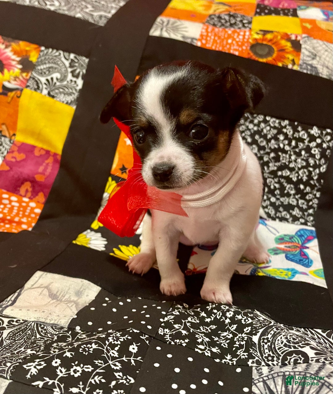 Chihuahua dogs for sale: Lucille - Ad 1