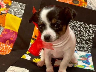 Chihuahua dogs Lucille - Ad 6